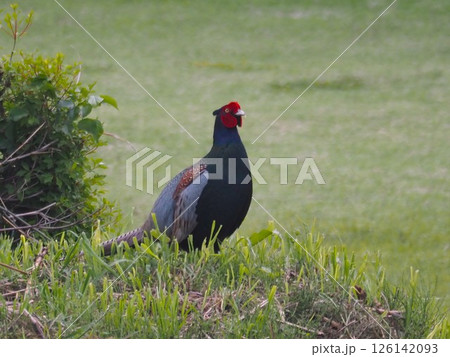 埼玉県川口市の荒川河川敷に生息するキジ 埼玉県川口市の荒川河川敷に生息するキジ 126142093