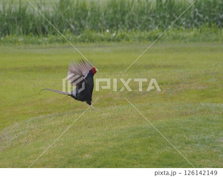 埼玉県川口市の荒川河川敷に生息するキジ 埼玉県川口市の荒川河川敷に生息するキジ 126142149