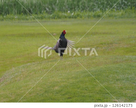 埼玉県川口市の荒川河川敷に生息するキジ 126142173