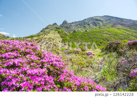 晴天の阿蘇仙酔峡に咲くミヤマ霧島 晴天の阿蘇仙酔峡に咲くミヤマ霧島 126142228