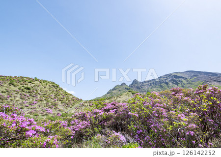 晴天の阿蘇仙酔峡に咲くミヤマ霧島 126142252