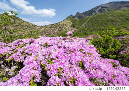 晴天の阿蘇仙酔峡に咲くミヤマ霧島 126142285