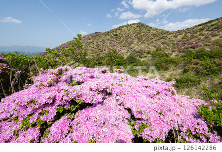晴天の阿蘇仙酔峡に咲くミヤマ霧島 126142286