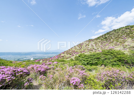 晴天の阿蘇仙酔峡に咲くミヤマ霧島 晴天の阿蘇仙酔峡に咲くミヤマ霧島 126142288