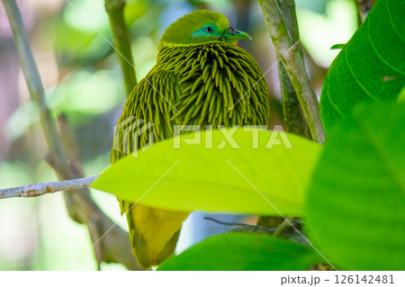 オセアニア フィジー共和国ビティレブ島南部コーラルコーストの街コロトゴ キンミノヒメアオバト オセアニア フィジー共和国ビティレブ島南部コーラルコーストの街コロトゴ キンミノヒメアオバト 126142481