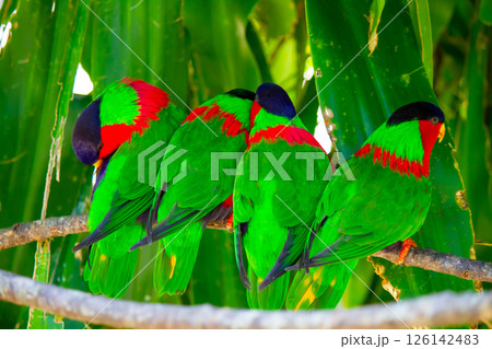 オセアニア フィジー共和国ビティレブ島南部コーラルコーストの街コロトゴ ハナレインコ オセアニア フィジー共和国ビティレブ島南部コーラルコーストの街コロトゴ ハナレインコ 126142483