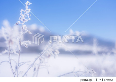 里山に降りた霜（蒜山高原） 126142668