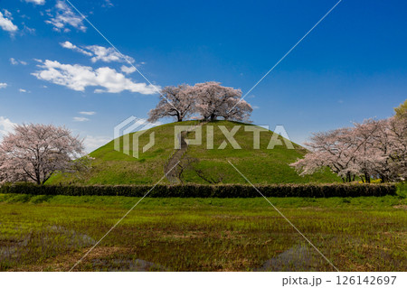 埼玉県行田市埼玉　桜の名所さきたま古墳公園　ソメイヨシノが満開の丸墓山古墳 126142697