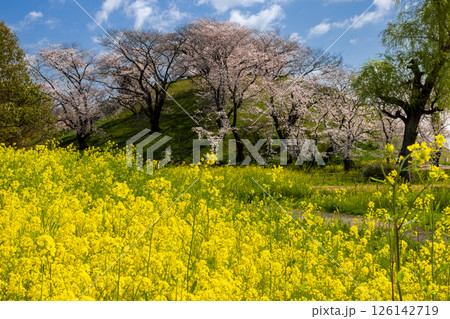 埼玉県行田市埼玉　桜の名所さきたま古墳公園　ソメイヨシノが満開の丸墓山古墳と菜の花畑 126142719