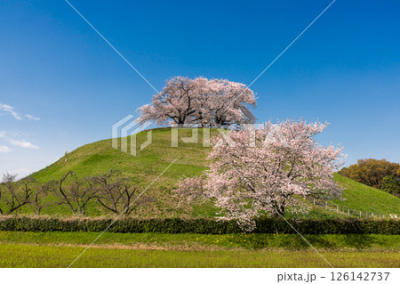 埼玉県行田市埼玉 桜の名所さきたま古墳公園 ソメイヨシノが満開の丸墓山古墳 埼玉県行田市埼玉 桜の名所さきたま古墳公園 ソメイヨシノが満開の丸墓山古墳 126142737