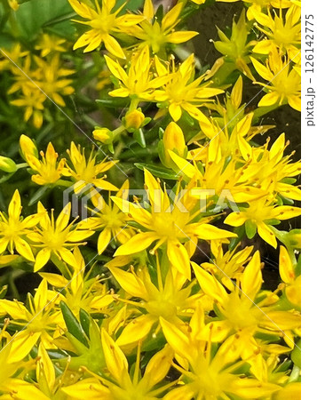 黄色い花、黄色い花の咲く多肉植物、万年草の星型の花、黄色い万年草の満開の花 126142775
