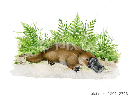 Platypus on grassy ground watercolor illustration. Australia native cute animal. Hand drawn vintage style Australian endemic mammal with duck bill. Platypus illustration in it natural habitat Platypus on grassy ground watercolor illustration. Australia native cute animal. Hand drawn vintage style Australian endemic mammal with duck bill. Platypus illustration in it natural habitat 126142798