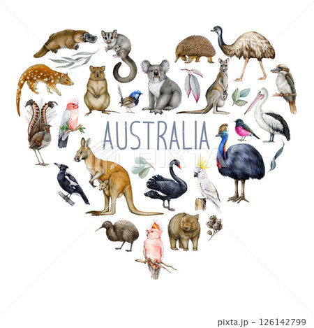 Australia wildlife watercolor illustration set. Hand drawn kangaroo, koala, kookaburra, echidna, platypus, cassowary, wombat realistic collection. Australia native birds, animals painted collection 126142799