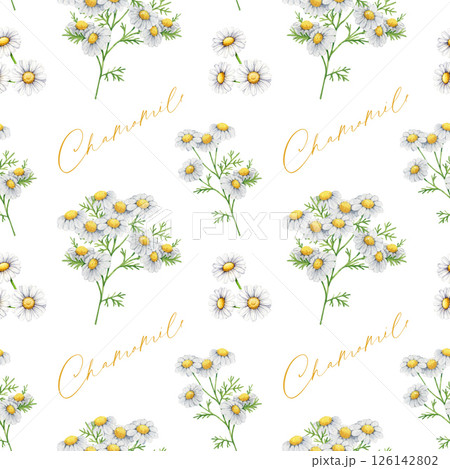 Chamomile herb seamless pattern watercolor illustration. Hand drawn matricaria plant flowers with leaves. Chamomile healthy medicinal plant with flowers, leaves seamless pattern on white background 126142802