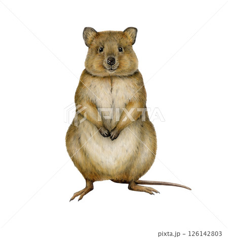 Realistic quokka hand drawn watercolor vintage style illustration. Cute Australian native marsupial mammal. Short tailed scrub wallaby isolated on white background 126142803
