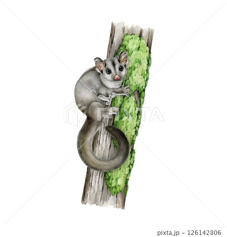 Sugar glider possum on the tree trunk realistic watercolor illustration on white background. Cute small exotic Australia native animal. Hand drawn possum Australian wildlife marsupial mammal 126142806