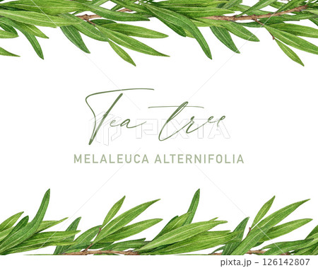 Tea tree seamless border watercolor botanical illustration. Melaleuca alternifolia vintage style decor. Tea tree branch border with green leaves. Medicinal aroma scented medicinal plant element 126142807