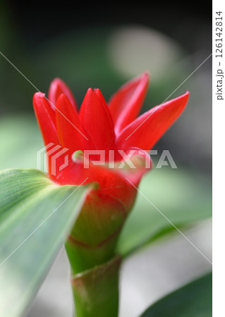 コスツス・クルヴィブラテアツスの花 コスツス・クルヴィブラテアツスの花 126142814