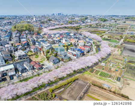 空撮「埼玉県」見沼田んぼの春 日本一の桜回廊 空撮「埼玉県」見沼田んぼの春 日本一の桜回廊 126142898