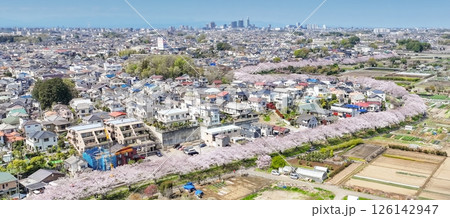 空撮「埼玉県」見沼田んぼの春　日本一の桜回廊 126142947