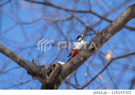 北海道　大鷲　オジロワシ　オオオワシ　鳥　動物　冬 126143301