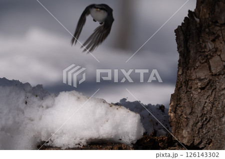 北海道　大鷲　オジロワシ　オオオワシ　鳥　動物　冬 126143302