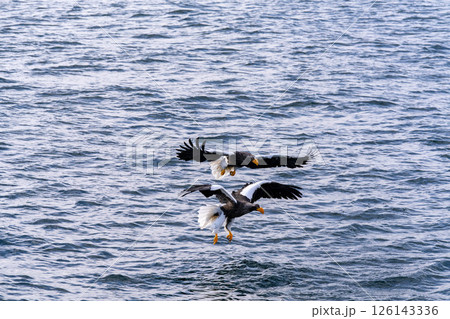 北海道 大鷲 オジロワシ オオオワシ 鳥 動物 冬 北海道 大鷲 オジロワシ オオオワシ 鳥 動物 冬 126143336