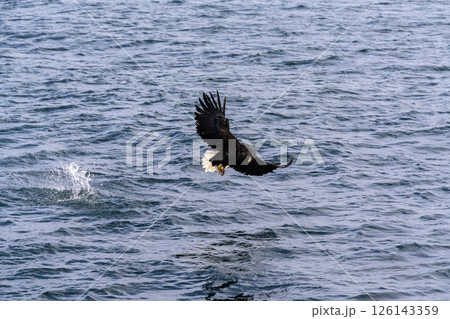 北海道 大鷲 オジロワシ オオオワシ 鳥 動物 冬 北海道 大鷲 オジロワシ オオオワシ 鳥 動物 冬 126143359