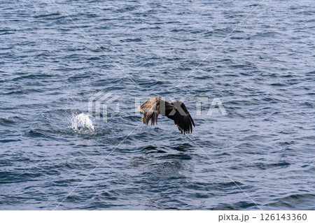 北海道 大鷲 オジロワシ オオオワシ 鳥 動物 冬 北海道 大鷲 オジロワシ オオオワシ 鳥 動物 冬 126143360