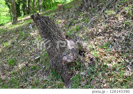 山の中の朽ちた切り株 山の中の朽ちた切り株 126143390