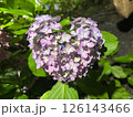 薄紫色のハートの紫陽花 126143466