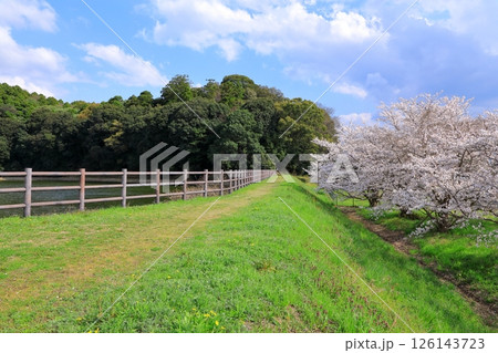 春の箸墓古墳　満開の桜 126143723