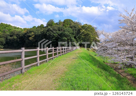 春の箸墓古墳 満開の桜 春の箸墓古墳 満開の桜 126143724
