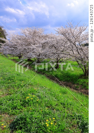 春の箸墓古墳 満開の桜 春の箸墓古墳 満開の桜 126143725