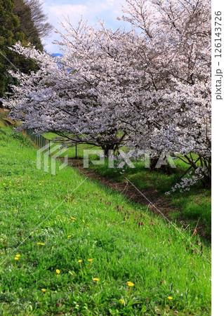 春の箸墓古墳　満開の桜 126143726