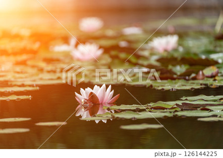 Pink lotus water lily flower in pond, waterlily with green leaves blooming 126144225