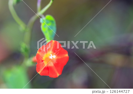 秋の野に咲く朱赤色のマルバルコウソウの花 秋の野に咲く朱赤色のマルバルコウソウの花 126144727