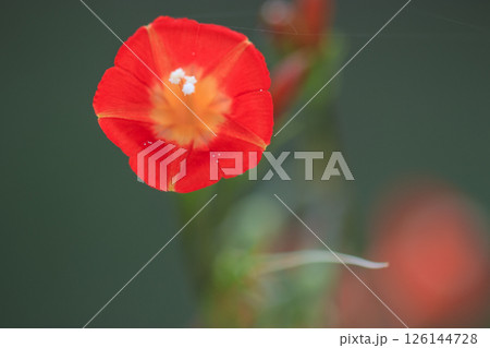 秋の野に咲く朱赤色のマルバルコウソウの花 126144728