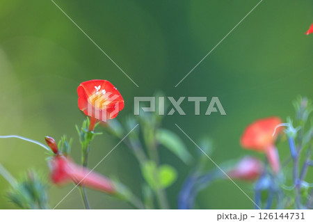 秋の野に咲く朱赤色のマルバルコウソウの花 126144731