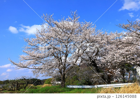 竹之内環濠集落　満開の桜 126145088