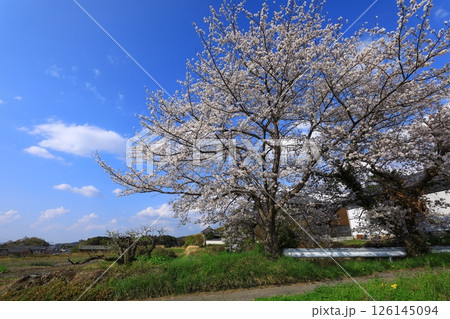 竹之内環濠集落　満開の桜 126145094
