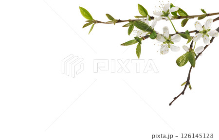 First twigs with small  green leaves and flowers in a spring corner arrangement isolated on white 126145128