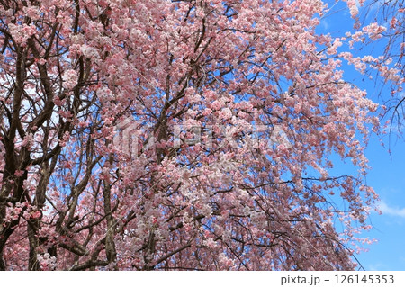 大美和の社展望台　満開の桜 126145353