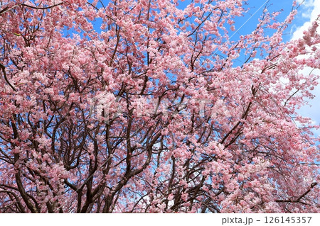大美和の社展望台　満開の桜 126145357