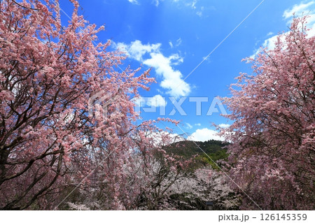 大美和の社展望台 満開の桜と三輪山への眺望 大美和の社展望台 満開の桜と三輪山への眺望 126145359