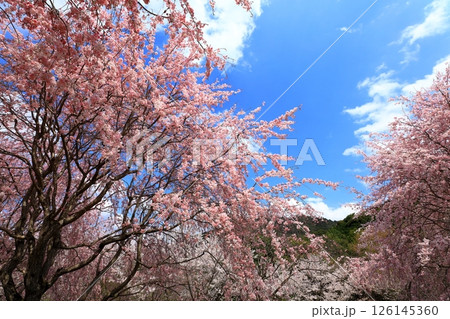 大美和の社展望台 満開の桜と三輪山への眺望 大美和の社展望台 満開の桜と三輪山への眺望 126145360
