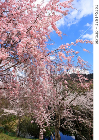 大美和の社展望台　満開の桜と三輪山への眺望 126145361