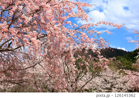 大美和の社展望台 満開の桜と三輪山への眺望 大美和の社展望台 満開の桜と三輪山への眺望 126145362