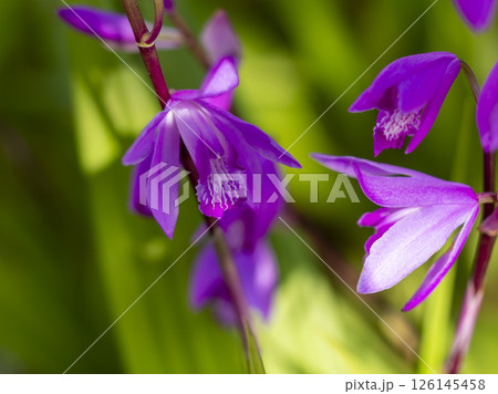 鮮やかな紫蘭の花のクローズアップ 鮮やかな紫蘭の花のクローズアップ 126145458