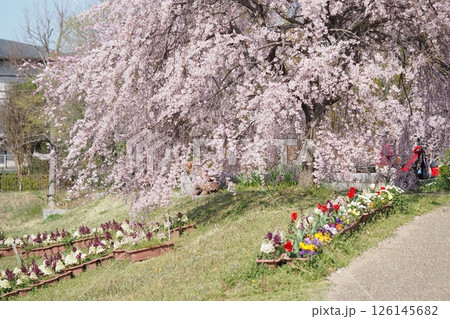 満開のしだれさくら 満開のしだれさくら 126145682
